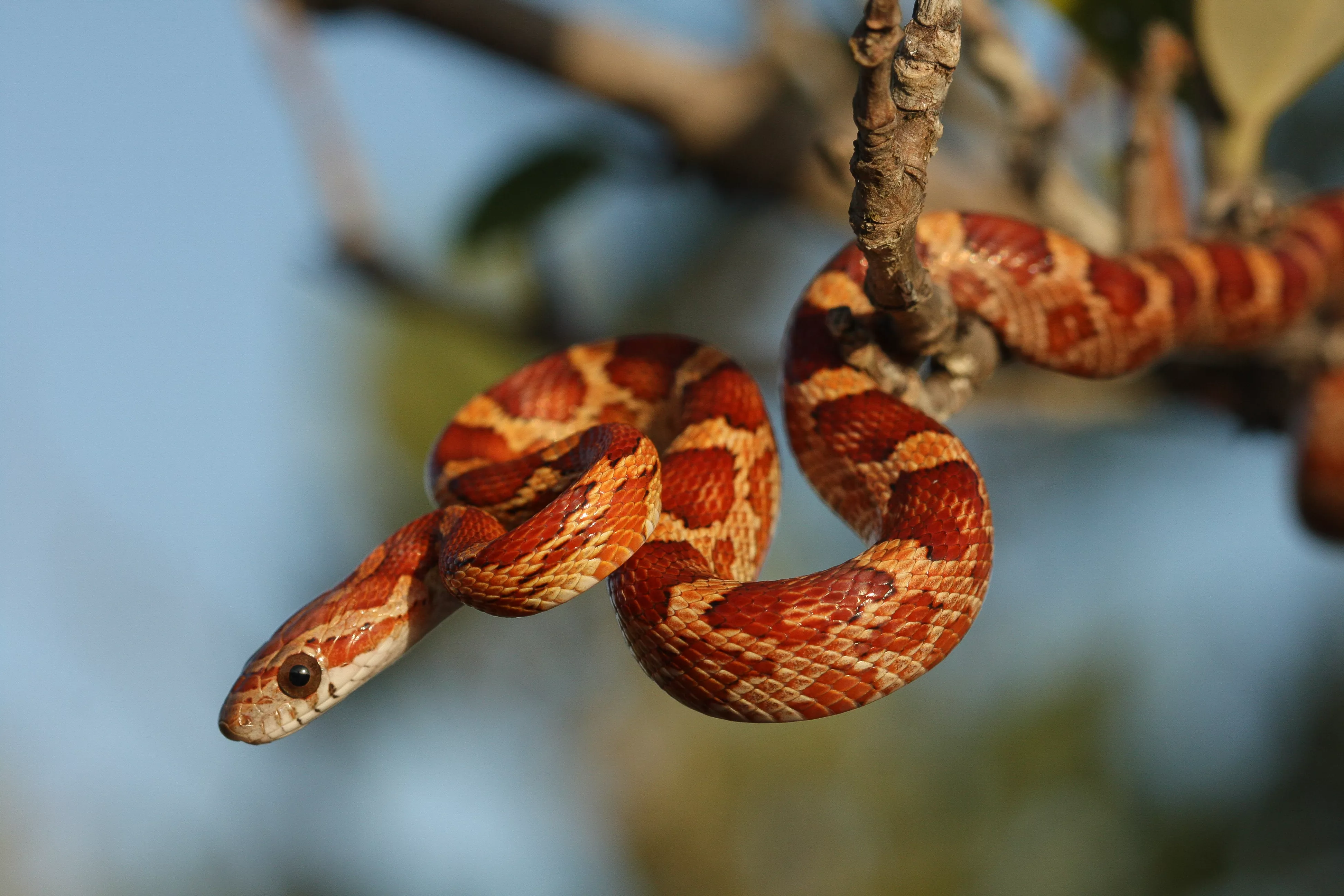 corn snake from the lower florida keys 530475947 588124bc5f9b58bdb3ec9f93