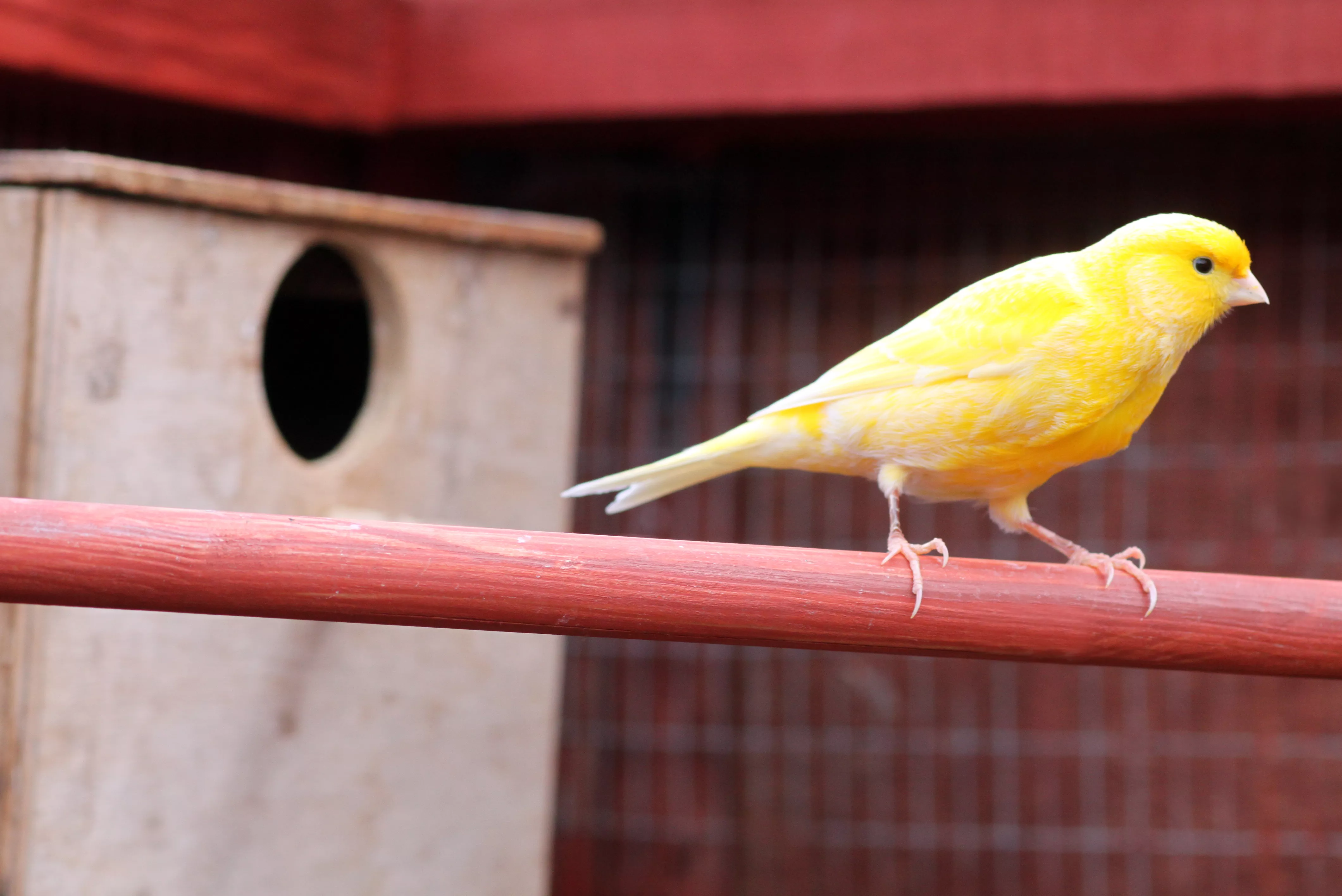 golden canary 185329795 57ffdc023df78cbc2893d488