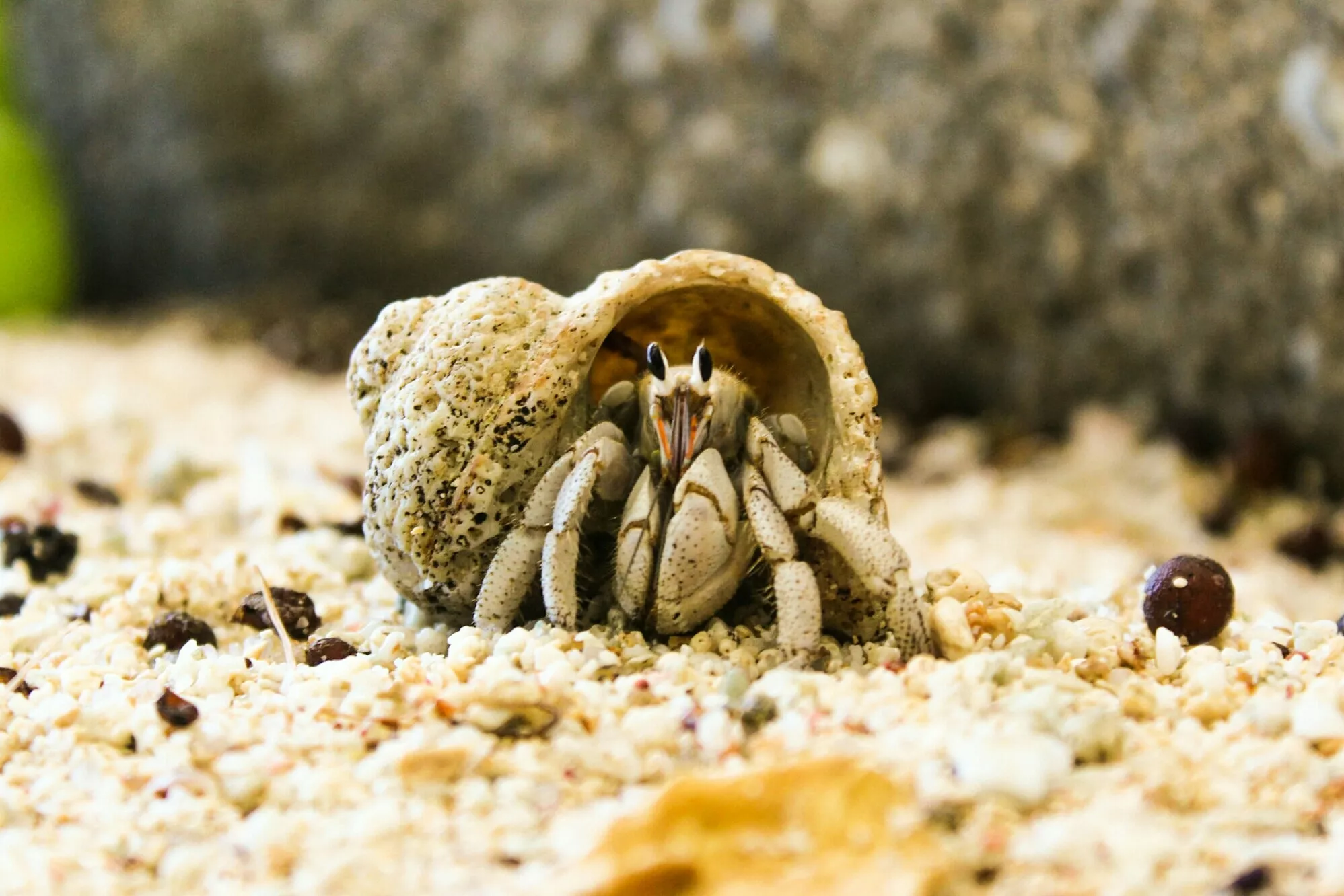 Hermit crab GettyImages 597303469 58b66f6f5f9b586046c36d9e