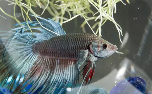 bettafish 56a2bcb03df78cf772795f2f