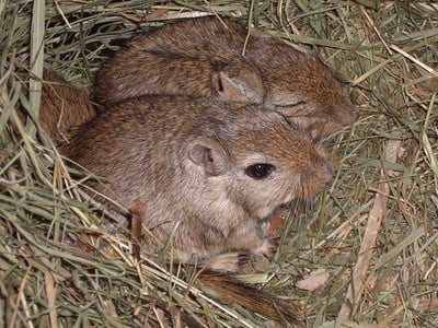 how many male gerbils can live together