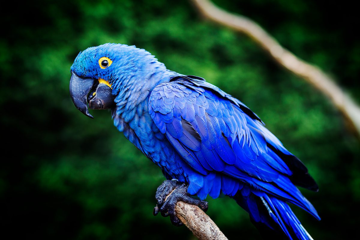 hyacinth_macaws_shutterstock_1058095622 2