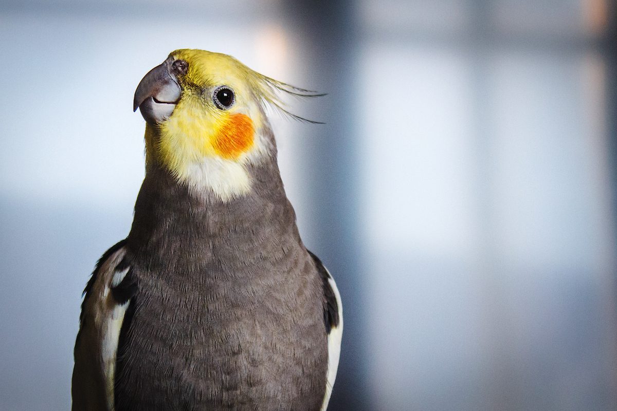 cockatiel_shutterstock_1174102321 2