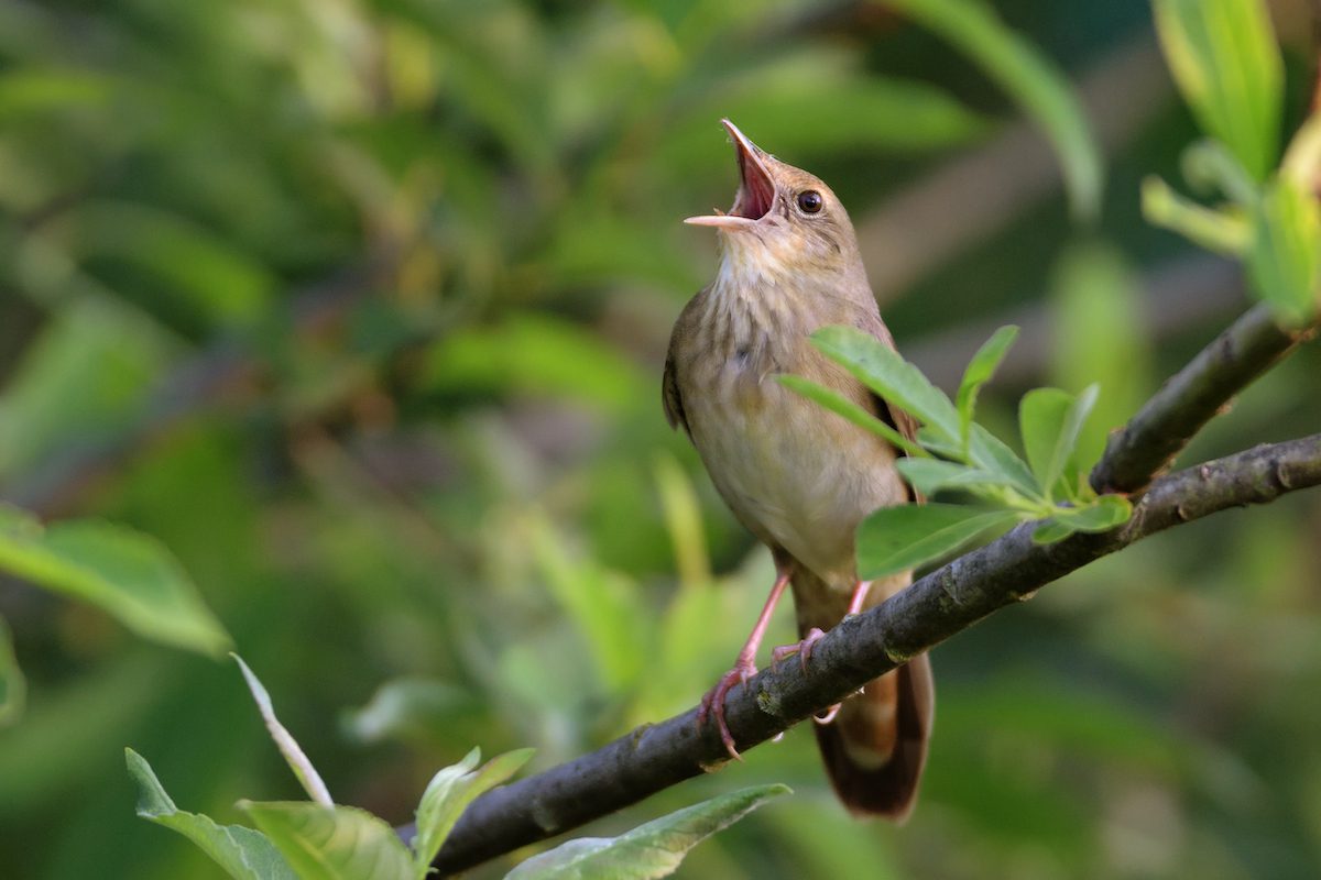 noisy_bird_shutterstock_175958120 2