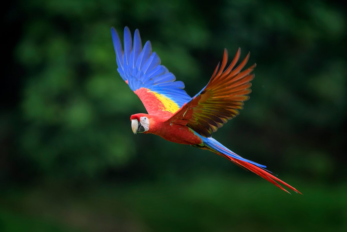 scarlet_macaws_shutterstock_1070879243 2