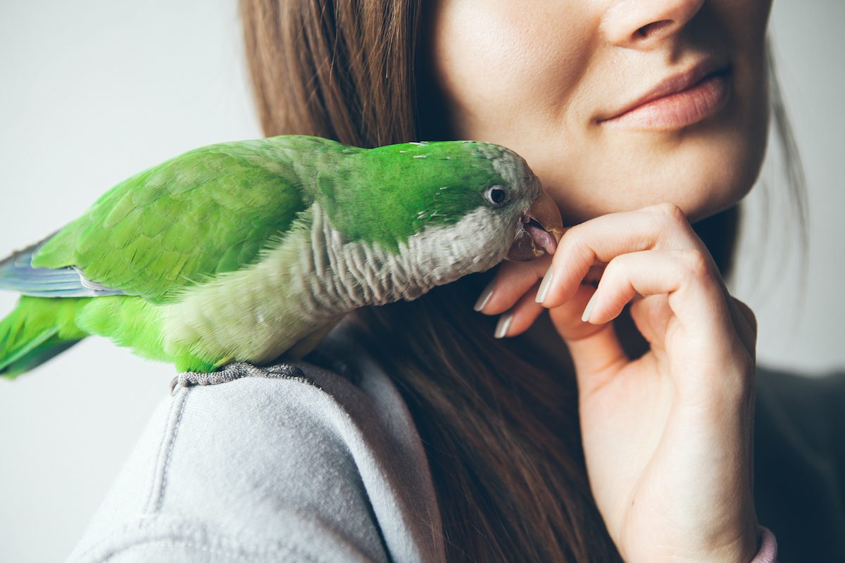 snuggle_bird_shutterstock_1062172493 2