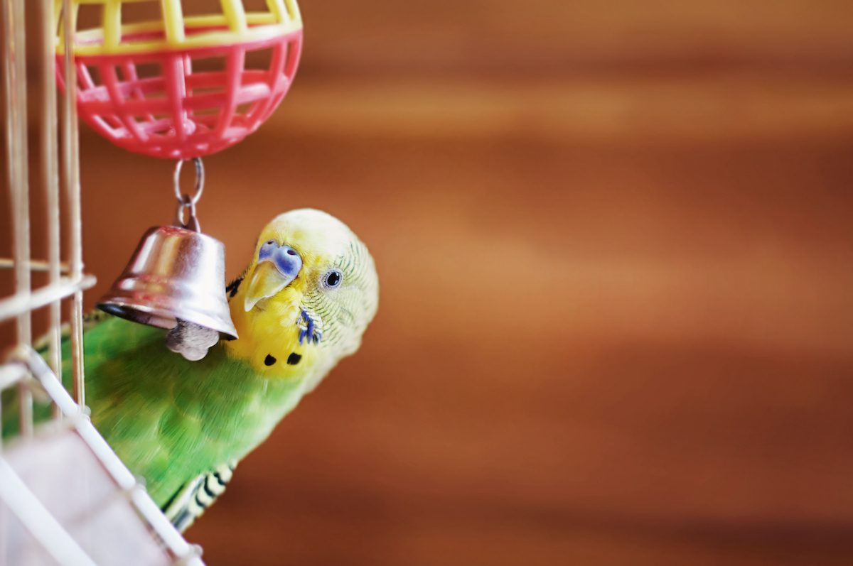 bird_with_toy_shutterstock_208616572 2