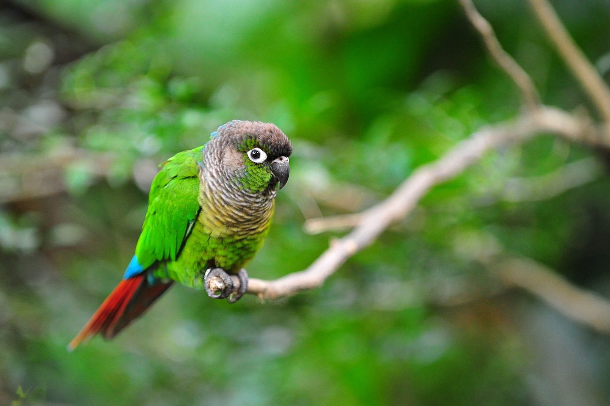 green_cheeked_conure_shutterstock_94085398 2