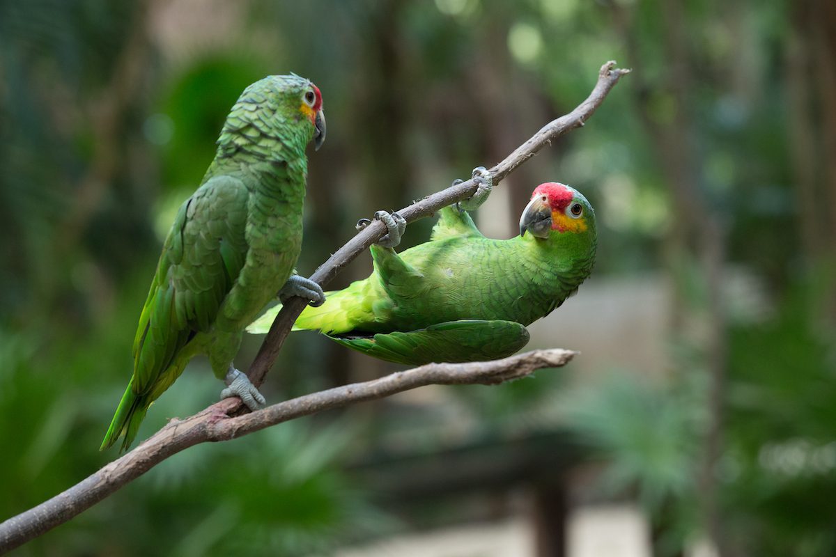 amazon_parrot_shutterstock_281896397 2