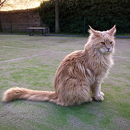 Adult male maine coon cream with white