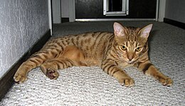 Chocolate Spotted Ocicat