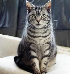 Americanshorthair