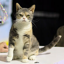 220px American_Wirehair_ _CFF_cat_show_Heinola_2008 05 04_IMG_8721