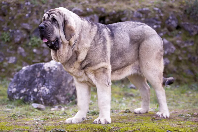 spanish mastiff dog breed profile 5188774 hero bc934312f87d473b84759907d218c7de